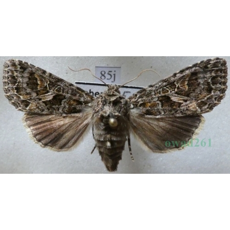 Trachea atriplicis (Linnaeus, 1758) female Agatówka łobodnica Czech85j